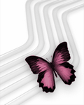 pic for Pink Butterfly